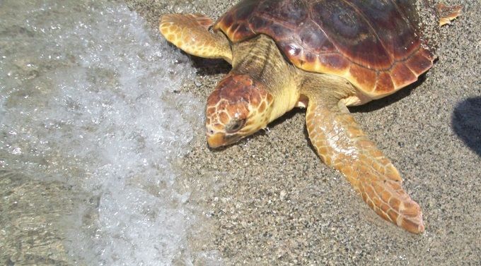 Tartarughe marine Lampedusa