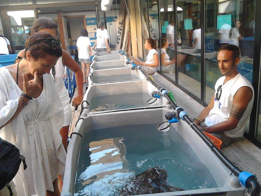 WWF Tartarughe Lampedusa